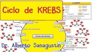 CICLO DE KREBS paso a paso Bioquímica [upl. by Ladew]