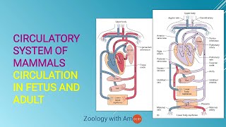 Circulatory system of Mammals  Heart of adult Mammals and fetus [upl. by Thompson302]