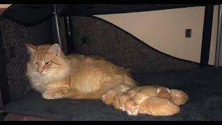 Les 3 premières semaines de la vie de chatons avec leur maman [upl. by Ettennod622]