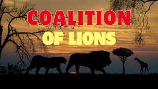 COALICIONES Coalitions  Nuevas Generaciones New Generations nature animals viral lion [upl. by Schulman213]