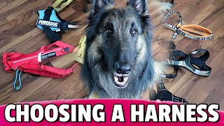 How to Choose the BEST Harness for Your Dog [upl. by Moneta]