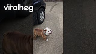 Bulldog Gets Excited for Skateboard Time  ViralHog [upl. by Fawcett]