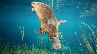 The Secrets of the Platypus  Discovery English Subtitles [upl. by Norabel]