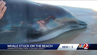 Beaked whale washes ashore in Flagler County [upl. by Aelber]