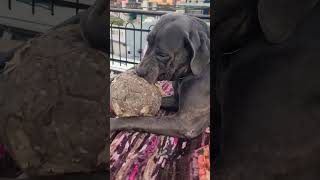 Cane corso play with boll 👺🥰alphathedogo dogoargentino canecorso dogbreeds labrador [upl. by Persis]