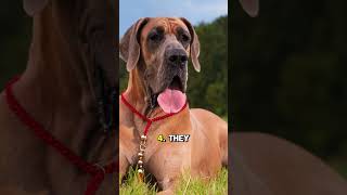 Great Dane quot5 Surprising Facts About Great Danesquot [upl. by Ayokal]