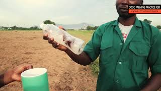 Good farming practice for soybean production in Nigeria [upl. by Schrick]