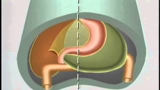 Embryological Development of GastroIntestinal Tract  ACLAND [upl. by Arytahs14]