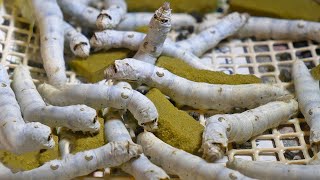 How Japan Became High Tech w Silk Worms [upl. by Letha]