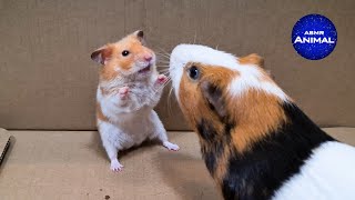 Hamster meets Guinea Pig [upl. by Lexi485]