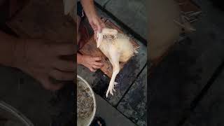 How to pluck a chicken at home with just your hands and a knife [upl. by Swenson]