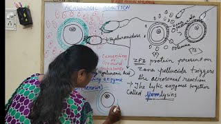 Fertilization Part4 Acrosomal Reaction [upl. by Llezo]