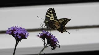 Butterflies Swallowtail  Koninginnenpage  Schwalbenschwanz  Le Grand Portequeue [upl. by Nylanej]