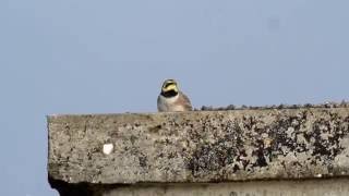 Siberian Accentor at Spurn October 2016 [upl. by Aeresed231]