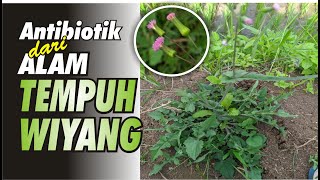 Antibiotik dari Alam  Tempuh Wiyang Emilia SonchifoliaJonghe [upl. by Niel]