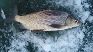 How to catch Lake Whitefish  Underwater Action Shots [upl. by Bosson997]