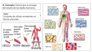 Tejido Conectivo  Conjuntivo  Histología Ross [upl. by Analra]