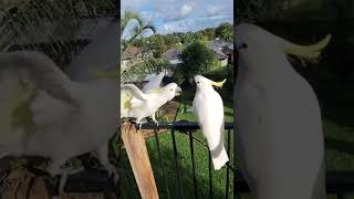 Cockatoo STAND OFF🕊️🕊️😰😖🤠😜😆🤣 [upl. by Lev]