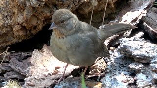 The Sound of California Towhee [upl. by Neeleuqcaj]