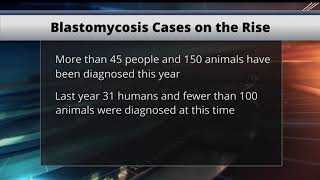 Blastomycosis on the Rise in MN [upl. by Aroel412]