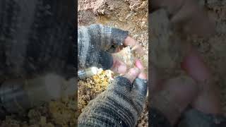 Finding Natural Quartz Crystal Gemstones At The Mountain quartz quartzite crystals mining [upl. by Mellins591]