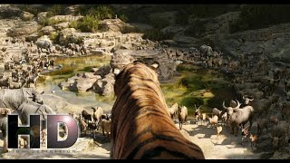 The Jungle Book 2016  Sherekhan Come Peace Rock Scene  Hollywood  MovieClips In Hindi [upl. by Ellenad]