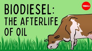 Biodiesel The afterlife of oil  Natascia Radice [upl. by Asilaj]