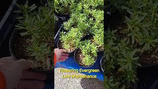 Iberis quotCandy Tuftquot flowering bush youcangrow gardenforlife bestplants lowmaintenanceplants [upl. by Dita568]