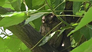 領角鴞 Collared Scops Owl [upl. by Atilahs807]