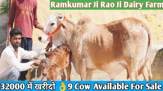 9 Cow Available 👍 Super Sahiwal Rathi Cholistani Tharparkar Cow For Sale ✅ 9 Cow Rao Ji Dairy Farm [upl. by Rdnaskela623]