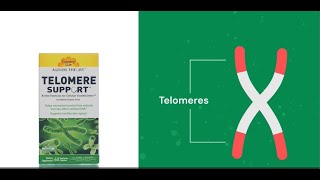 What is Telomere Support [upl. by Belen]