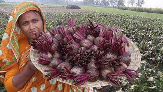 Farm Fresh Beetroot Laddu Recipe Sweet Beets Harvesting amp Homemade Laddu Curry Organic Village Food [upl. by Nairrad]