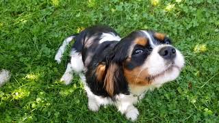 🥰 Barking 🐶 Cavalier King Charles Spaniel ❤️ puppy [upl. by Fauver]