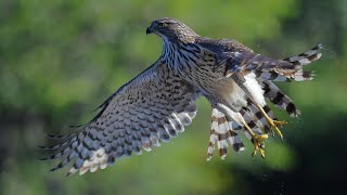 Sharpshinned Hawk in Wakodahatchee [upl. by Nailuj263]