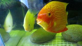 Super red severum and gold severum postspawning [upl. by Lesh631]