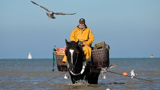 Tourism keeps traditional horseback shrimp fishing alive on Belgian coast [upl. by Yelreveb]