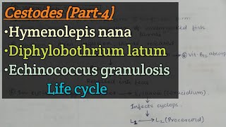 Cestodes Part4  Hymenolepis nana  Diphylobothrium latum  Echinococcus granulosus  Life cycle [upl. by Nojid]