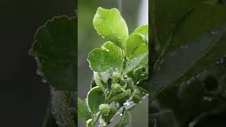 Kaffir Lime Leaves Aromatic and Healthful [upl. by Keung]