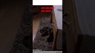 Love My Bhoys dog pets puppy cute tiktok cutedog funny dogshorts [upl. by Samy]