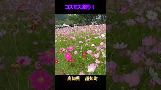 コスモス祭りに行ってきた。～高知県越知町～ shorts 高知県 観光 コスモス 秋桜 [upl. by Ellehcsar]