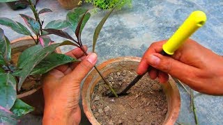 How To Grow Eranthemum Plant From Cutting  Propagation Tips [upl. by Adalheid]