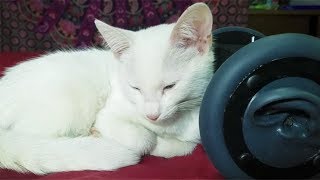 1 Hour CUTEST CAT PURRING By This Baby KITTEN  Relaxation  ASMR for Sleep [upl. by Naujid]