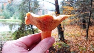 Rydz Lactarius deliciosus [upl. by Je113]