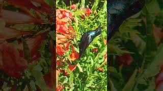 ¹🐥•⁶⁸ Purple Sunbird Cinnyris asiaticus  Breeding Male 🐈‍⬛ I Know I Know its a Hummingbird [upl. by Lashoh]