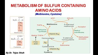 Metabolism of sulfur containing amino acids II Methionine Cysteine II Biochemistry II Dr Tejas Shah [upl. by Inatsed]