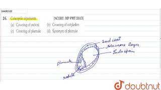 Coleoptile represents [upl. by Siramad]