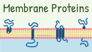 The Cell Membrane [upl. by Shanleigh229]