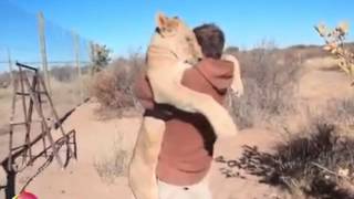 Beautiful Video Shows A Lioness Being Reunited With The Man Who Reared Her [upl. by Airdnal202]