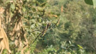 Nephila pilipes Spider 🕷️ [upl. by Onairotciv]