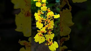 Dancing Lady  Oncidium Orchid oncidium orchid yellow [upl. by Bleier]